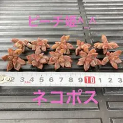 2025年最新】多肉 ピーチ姫の人気アイテム - メルカリ