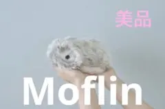 本日限定セール✨美品✨カシオ Moflin モフリン シルバー 動作確認済みのサムネイル