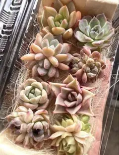 SALE❣️ピンク系8苗詰め合わせセット❣️多肉植物 韓国苗 寄せ植えのサムネイル