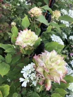 ボイセンベリー様 リクエスト 2点 まとめ商品