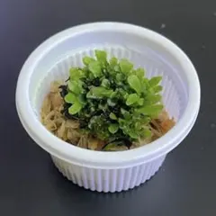 ビカクシダ OMG 前葉体 胞子体 - メルカリ