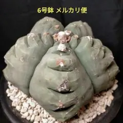 トリプルヘッド　アストロフィツム　瑠璃兜　デザイン陶器鉢のまま発送　サボテン トリプルヘッド アストロフィツム 瑠璃兜 デザイン陶器鉢のまま発送