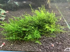 たまちゃん様 リクエスト 2点 まとめ商品