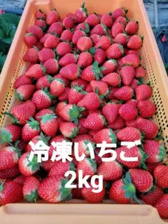 農家直送　とちおとめ　大粒いちご苗　100株セット 農家直送 とちおとめ 大粒いちご苗 5株セット - メルカリ