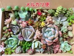 カット苗セット 2026年最新】多肉 カット苗セットの人気アイテム - メルカリ