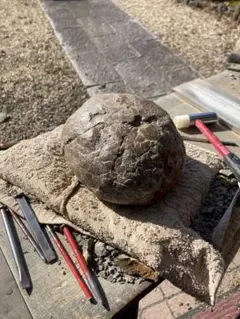 2026年最新】ハドロサウルス 化石の人気アイテム - メルカリ