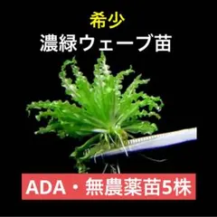 あちゅーの水草ADA ポゴステモン・ヘルフェリー 5株（完全無農薬・自家育成）のサムネイル