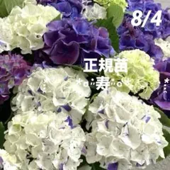 ③*:ஐ３つの花色が楽しめる・絞り模様が入る*:ஐ紫陽花・苗木【寿・ピンク】５号のサムネイル