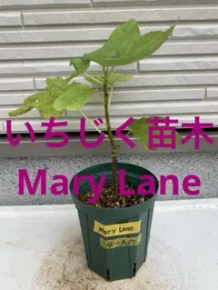 Mary Lane メアリーレーン 挿木苗 イチジク - メルカリ