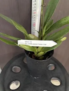 Onc. dorothy wisnom Golden Gate 洋蘭のサムネイル