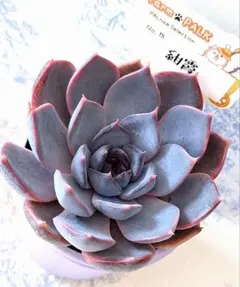 アテルーフ自家 札付きポットごとメルカリ便ルイパパさん苗 - メルカリ
