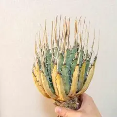 J*y様 【サービス出品！】②ハイクオリティのエボリスピナ！ベアルート株 2025年最新】エボリスピナ ベアルートの人気アイテム - メルカリ