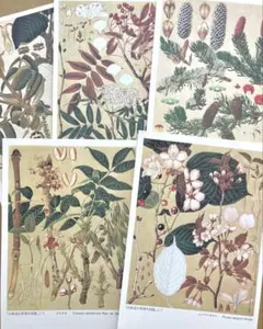 ボタニカルアートのポストカード５枚　桜　胡桃　松　ななかまど　エゾマツ　他