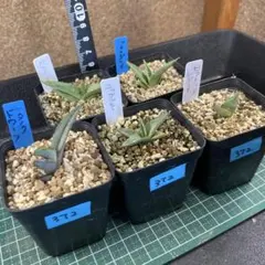 2025年最新】アガベ チタノタ セットの人気アイテム - メルカリ