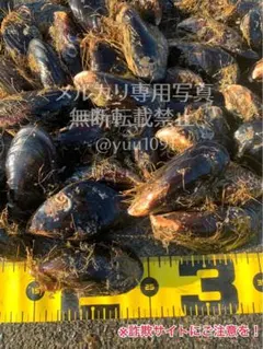 ★希少★ 活き石鯛餌 ★瀬戸貝★ かぶせ釣り カラス貝 セトガイ 中サイズ80個のサムネイル