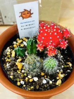 2026年最新】サボテン 黒牡丹の人気アイテム - メルカリ