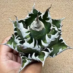 Lj_plants】Z109アガベ チタノタ 白鯨 極上強棘株 - メルカリ