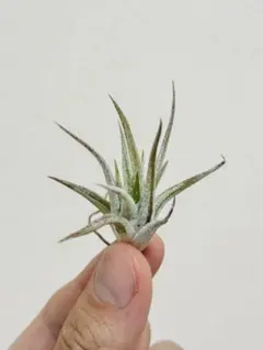 Tillandsia 'Red Robin'(レッドロビン)TF子株 - メルカリ