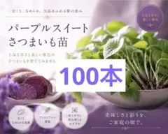 パープルスイートロード 100本 紫芋 さつまいも苗 - メルカリ