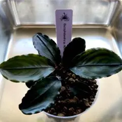 い*中様 ★ブセファランドラ 黒葉赤軸の逸品 小苗ですが、ラスト出品 い*中様 ☆ブセファランドラ 黒葉赤軸の逸品 小苗ですが、ラスト