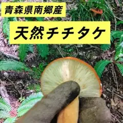 青森県南部産　天然チチタケ、山菜、キノコ5日④のサムネイル