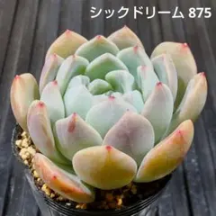 シックドリーム 875 エケベリア 多肉植物 抜き苗