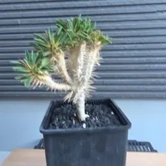 実生 ギラウミニアナ 分頭 ユーフォルビア 灌木 塊根植物 コーデックス