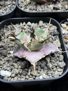 2026年最新】agave titanota hadesの人気アイテム - メルカリ