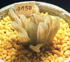 期間限定出品！】ハオルチア 「出藍」 H. 'Shutsuran' 多肉植物 - メルカリ