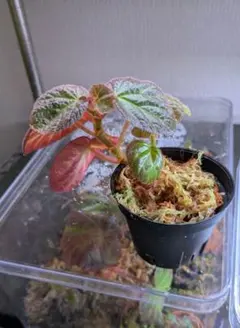 Begonia sp.sarawak ベゴニア 白玉❣️C 原種ベゴニア - メルカリ