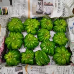 家庭菜園 神楽南蛮 栽培中農薬不使用のサムネイル