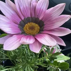 マリーゴールド様 リクエスト 2点 まとめ商品