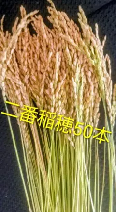 稲穂 インテリア