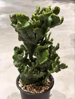 オブリクア アマゾナス 子株 鉢植え発送 - メルカリ