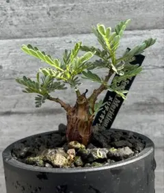 セイデンファデニア ミトラタ 3種 セット Sei 洋蘭 洋ラン 観葉植物