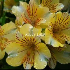 i アルストロメリア苗 薄黄色 クリームイエロー - メルカリ