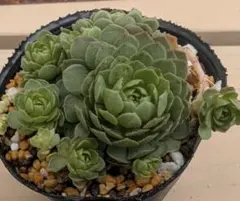 多肉植物 ラブリーローズ 抜き苗 - メルカリ