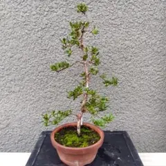 2025年最新】皐月盆栽の人気アイテム - メルカリ