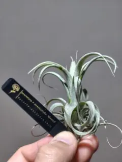 ionantha Hamuemula x Sitting Pretty - メルカリ