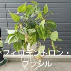 鮮やかなグラデーション　フィロデンドロン・ブラジル 斑入り 観葉植物 4.5号鉢