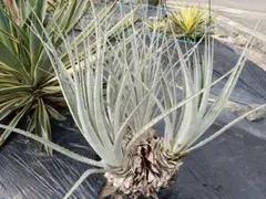 2026年最新】プヤ セルーレアの人気アイテム - メルカリ