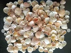 ナミマガシワ　貝殻　難あり　約400g　　2
