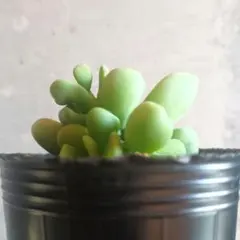 2026年最新】ケラリア ピグマエアの人気アイテム - メルカリ