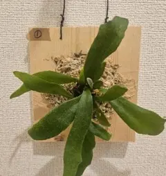 いっちゃん様専用