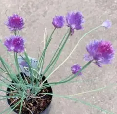 2025年最新】ロイヤルミント ロイヤルハニーの人気アイテム