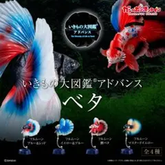 いきもの大図鑑アドバンス　ベタ　オンライン版　新品未開封コンプリート品
