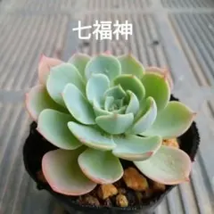 多肉植物✩.*˚七福神 抜き苗 多肉植物‪︎❤︎七福神 抜き苗 - メルカリ‬