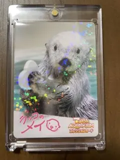 鳥羽水族館 コレクションカード vol.2 ラッコカード2枚 キラ メイ