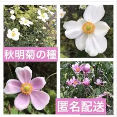 Pekko様 リクエスト 2点 まとめ商品