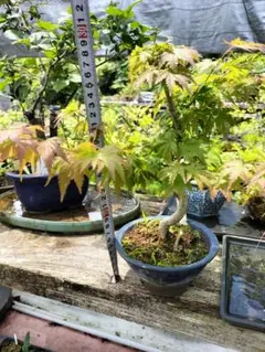 盆栽 鉢植え 梅 白咲 八重 - メルカリ